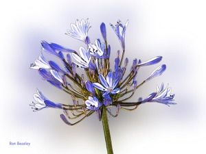 Flower of the week